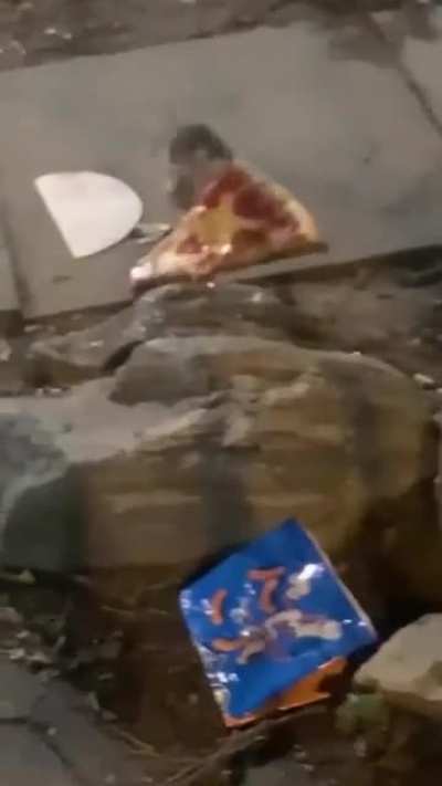 My turtles need me