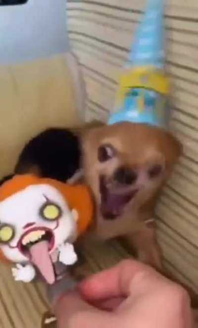 angy chihuahua
