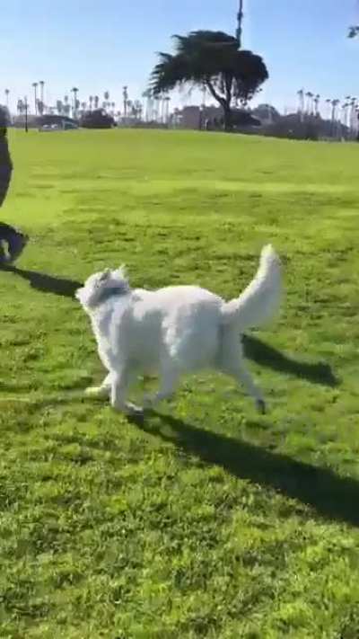 Happy doggo 