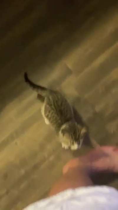 Just rescued this 5 week old kitten. Why does she scream like this so much? She’s been fed and has water, toys, and a clean litterbox