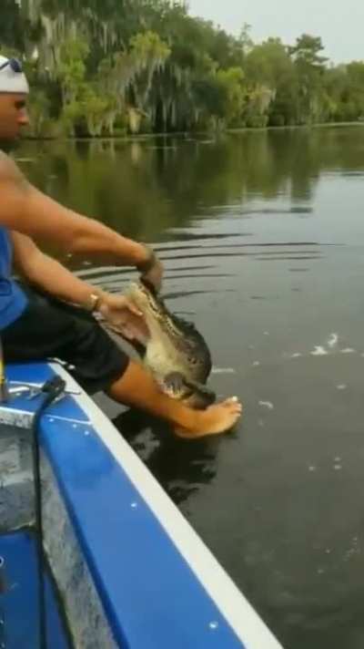 Feeding an alligator