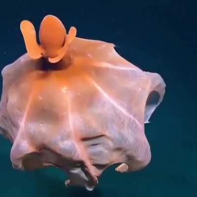 An octopus at 1,600 metres bsl forming a defensive balloon.