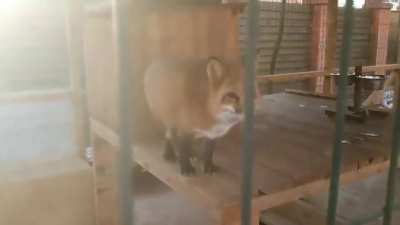 fox babi