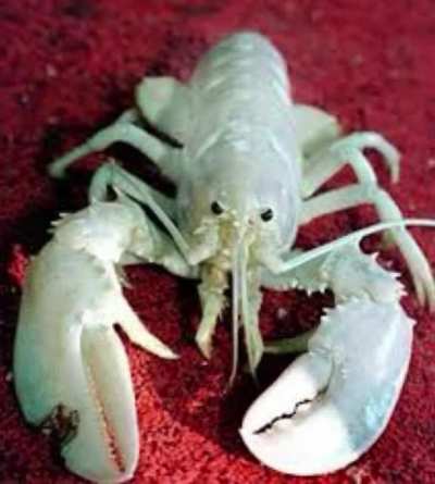 White lobster, blue lobster 2nd stage