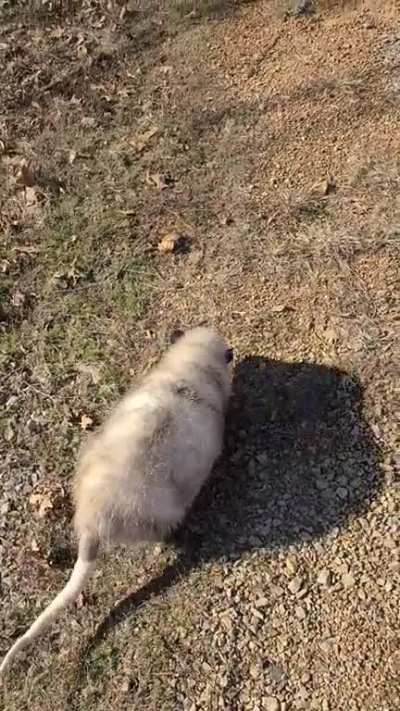 Opie going for a walk