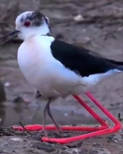 Just a bird 