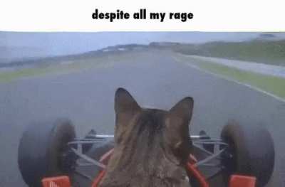 Schewpid rule