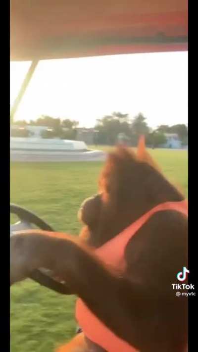 Uber Driver