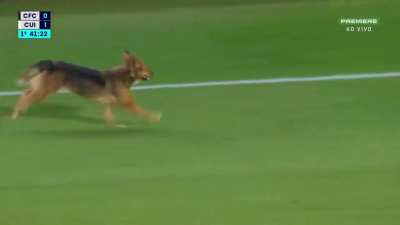Cachorro