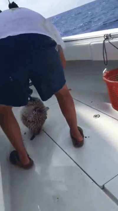 Putting Your Finger Inside The Puffer Fish