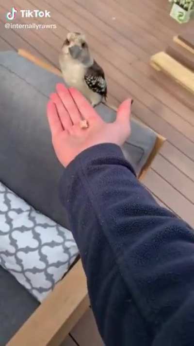 Kookaburras are so cute