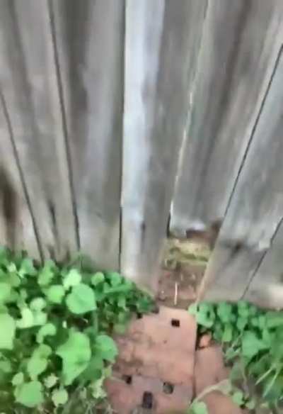 Dream neighbour