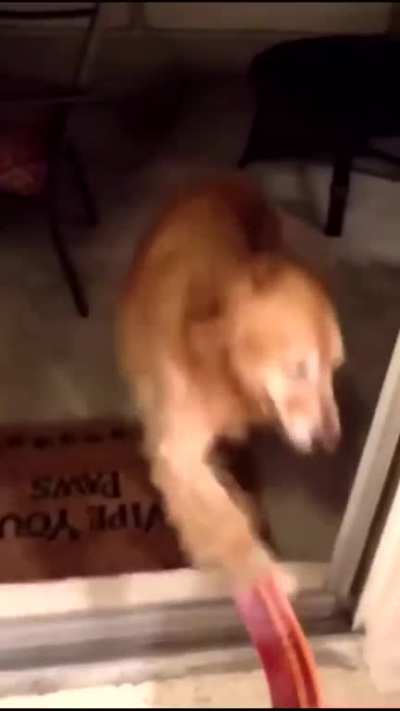 Vemos aqui um cachorro que sofre de Estresse pós-t<wbr>raumá<wbr>tico