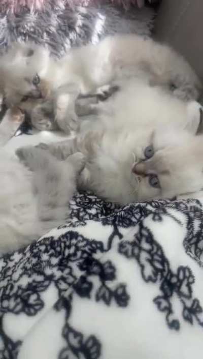 Are these Persians?