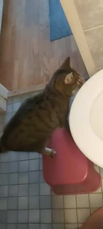 My cat screams at the toilet.