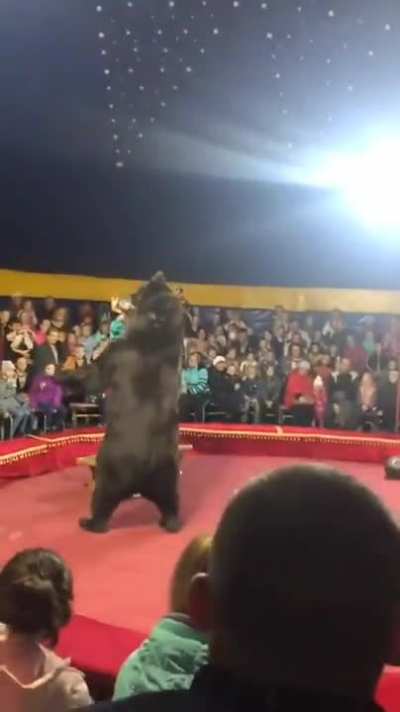 Circus Bear attacks handler