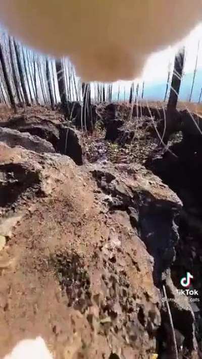 Cat POV, going on an adventure in the woods