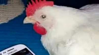 دجاج