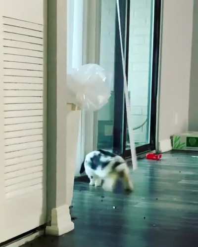 Good morning, please enjoy Ramona’s favorite game 🐰