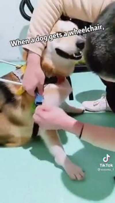 Zoom zoom doggo
