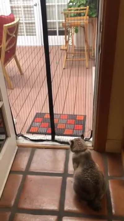 Brewskie has a very silly way of navigating the screen mesh!