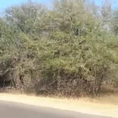 they seem literally flying..