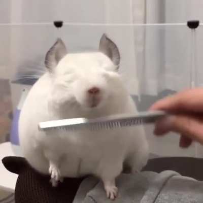 Cubby chinchilla