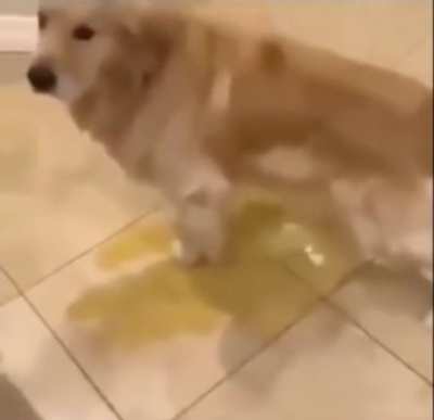 pissin dog