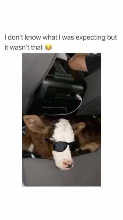 Just a normal car chill session