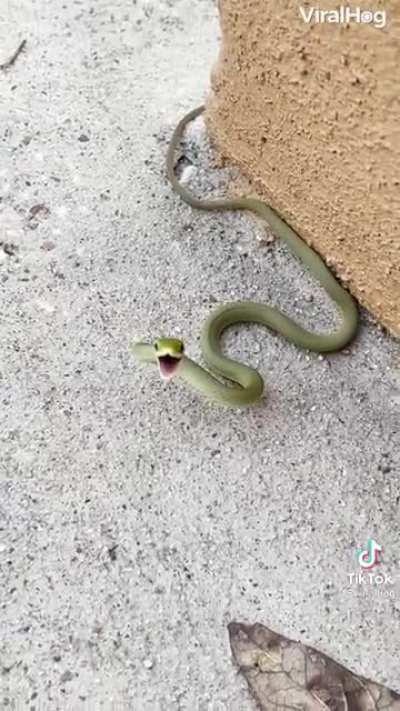 The snek is offended
