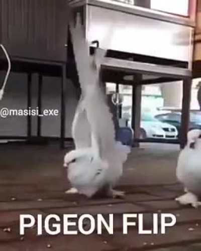 FLoppp