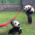 Here's a Panda trying to get into hammock