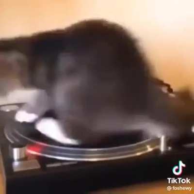 funni cats