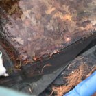 One of my ferrets loves to swim when it’s warm outside (sorry for bad camerawork)
