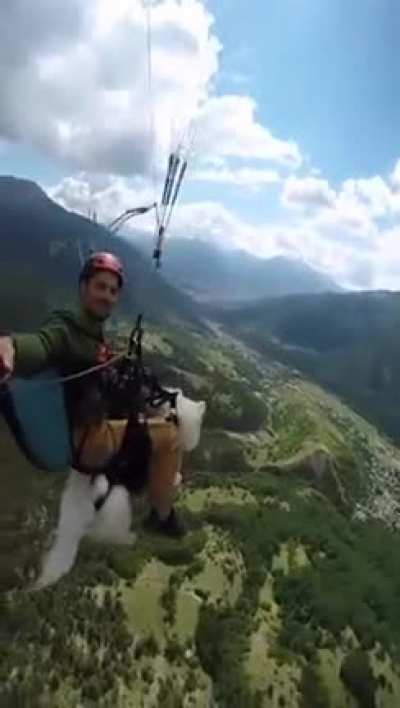 Flying dog bruh