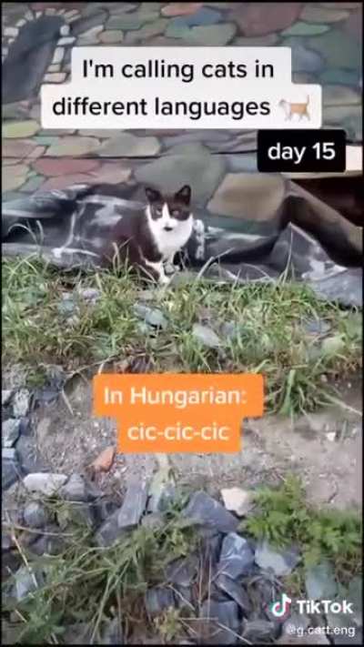 Cats from around the world 🌎