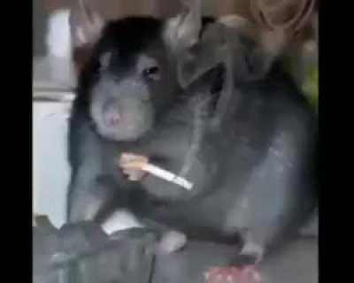 Depressed rat