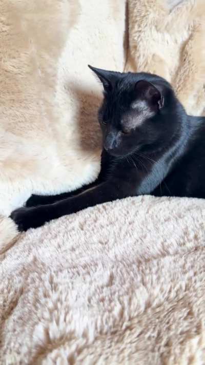 Mini biscuits (volume up for purrs)