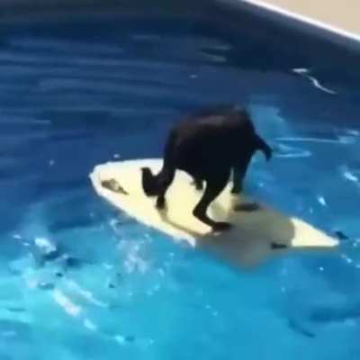 Awesome Good boi