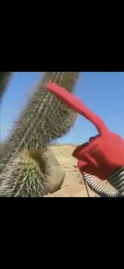 Cactoos