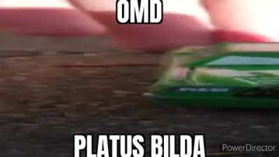 P L A T U S B I L D A
