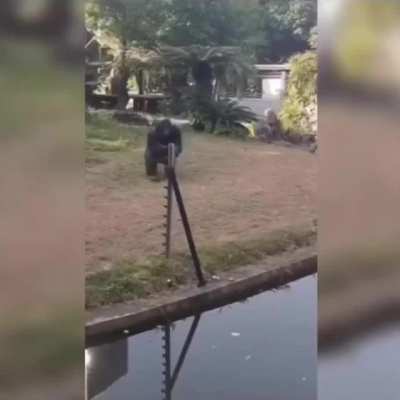 Man throws water bottle at chimpanzee