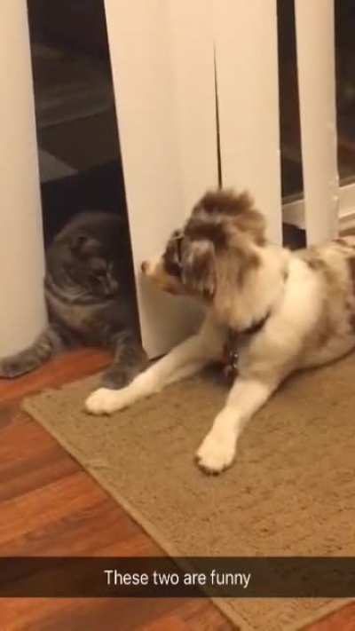 *slowly retracts paw in disgust*