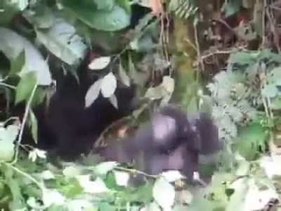 Baby gorilla's first chest pound
