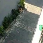 Monkey rides on a miniscooter and tries to kidnap a kid