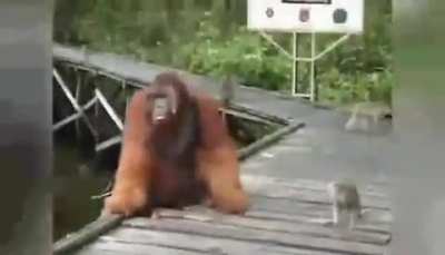 Monke