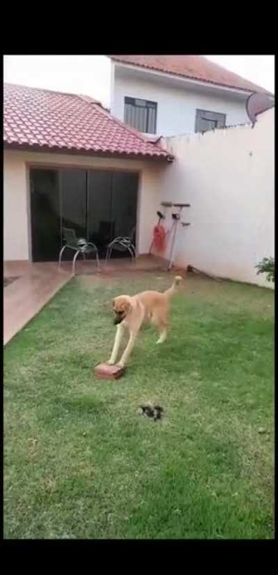 Plenty of toys around the garden, but you choose to play with a brick...