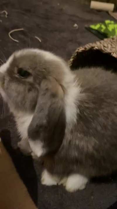 He’s absolutely obsessed with licking me it’s so cute! He’s so gentle too; the occasional little nip but never intentional.