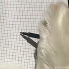 Dog's life