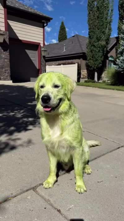 A very rare dog breed - the emerald retriever